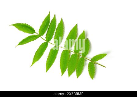 Leaf from vinegar tree against white background Stock Photo