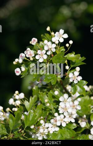 A Stem on a Common Hawthorn Bush (Crataegus Monogyna) with White Flowers and Buds Stock Photo