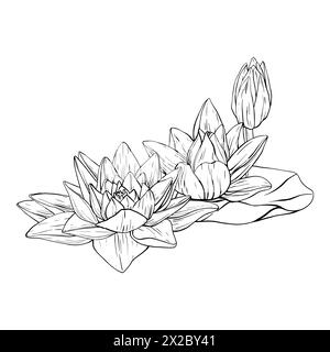 Buds Lotus and leaves in line art style. Black outline vector Illustration tropical Water Lily and Leaves. Hand Drawn Sketch Flowers for invitations Stock Vector