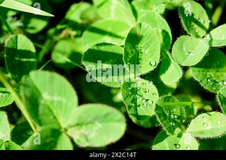 Glückklee auf der Wiese Stock Photo