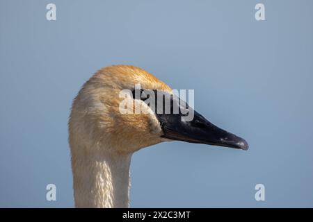 Closeup of Trumpeter Swan showing feather staining from habitat vegetation Stock Photo