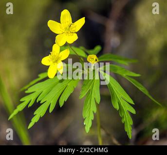 yellow anemone, yellow wood anemone, or buttercup anemone, in latin Anemonoides ranunculoides or Anemone ranunculoides Stock Photo
