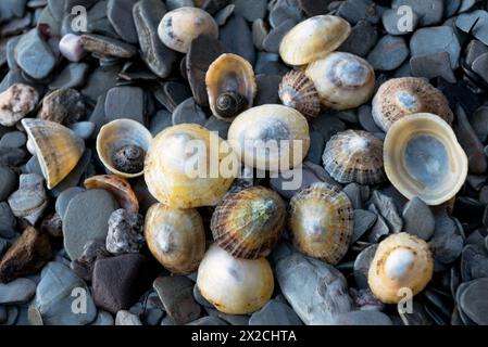Limpet and periwrinkle  shells Stock Photo