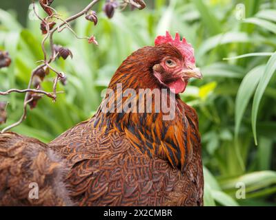 One free range chicken in tall green grass - Partridge Cochin hen with orange and brown feathers. Stock Photo
