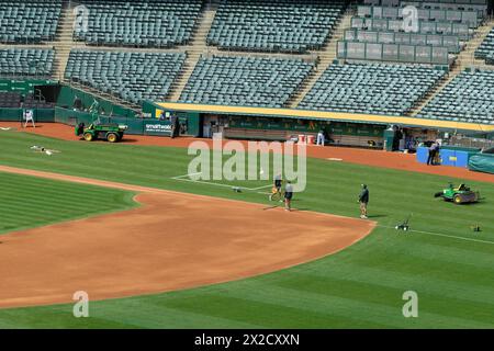 Groundcrew pregame field preparation at Oakland Coliseum's Ricky Henderson Field, home of the Oakland A's Major League Baseball team; California. Stock Photo