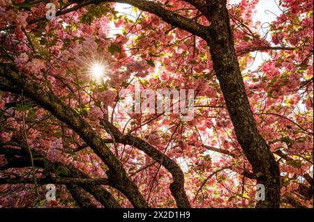 Looking up into a sunburst through a cluster of cherry blossoms and tree trunks. Stock Photo