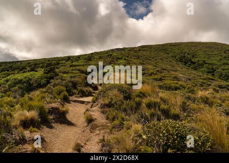 Lush native bush on the slopes of Mount Taranaki hiking up to the  alpine Pouakai Tarns Stock Photo