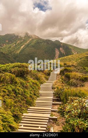 Lush native bush on the slopes of Mount Taranaki hiking up to the  alpine Pouakai Tarns Stock Photo