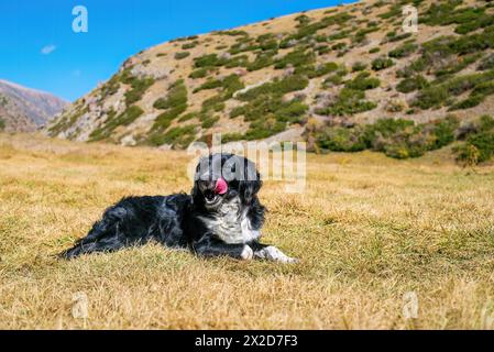 Portrait of beautiful black and white dog lying on grass and looking at the camera in the mountains. Stabyhoun dog on the hill. Dog traveling concept Stock Photo