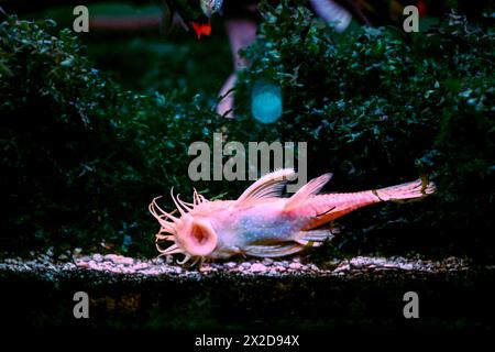 Red Longfin Albino Bristlenose Pleco - Tropical Freshwater Fish Stock Photo