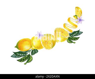 Lemons on a branch with leaves watercolor illustration. Botanical realistic image of tropical yellow citrus fruit. Hand drawn summer print. Stock Photo