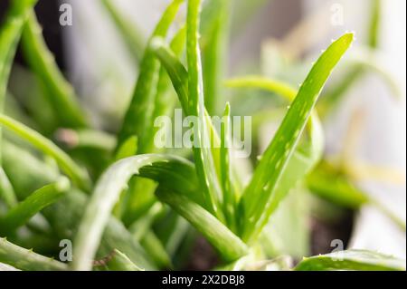 aloe vera keimling Aloe Vera – Kyoto Fleurs main image 0