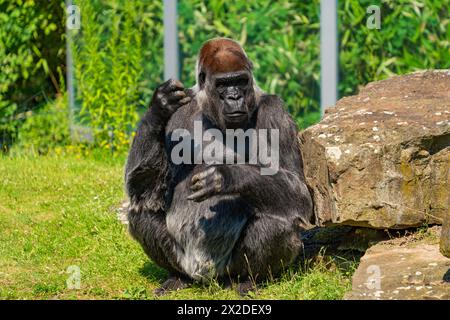 A gorilla in Berlin Zoo in Germany Stock Photo