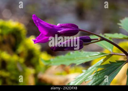 Dentaria glandulosa. Purple flowers in the spring forest. Stock Photo