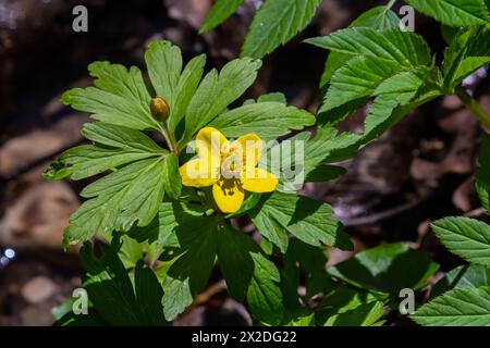 yellow anemone, yellow wood anemone, or buttercup anemone, in latin Anemonoides ranunculoides or Anemone ranunculoides. Stock Photo