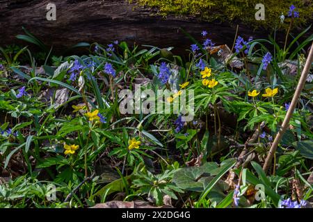 yellow anemone, yellow wood anemone, or buttercup anemone, in latin Anemonoides ranunculoides or Anemone ranunculoides. Stock Photo