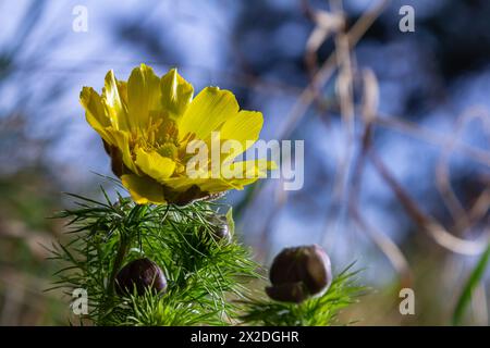 Pheasant's eye, or yellow pheasant's eye Adonis vernalis blooming in spring steppe. Stock Photo