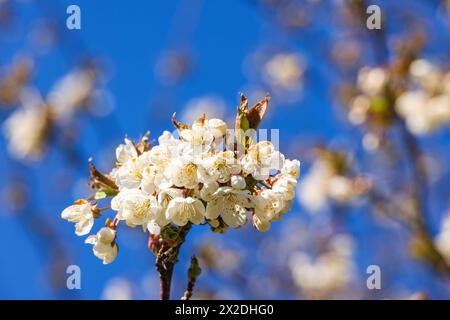 Flowering cherry flowers at a blue sky in springtime spring Stock Photo