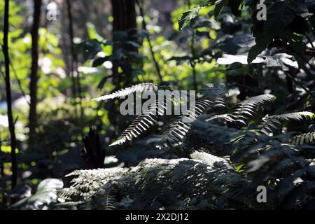 Nature leaves background Stock Photo