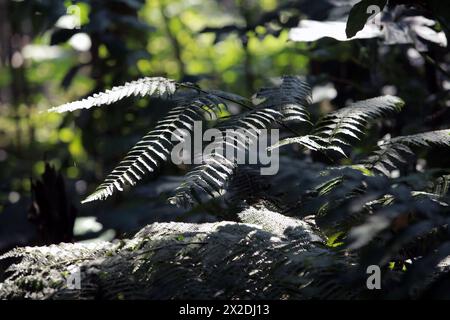 Nature leaves background Stock Photo