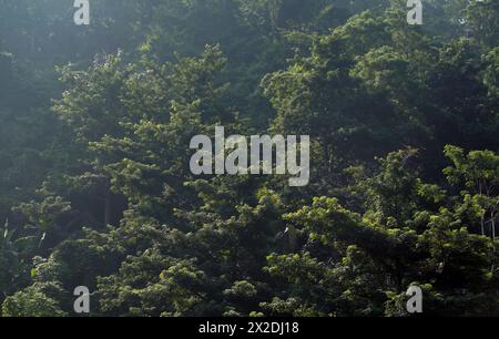 Nature leaves background Stock Photo