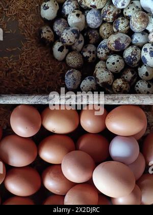 top view of quail eggs Stock Photo