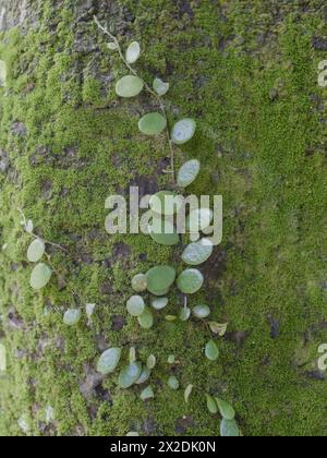 moss on tree trunk, moss texture, moss background Stock Photo