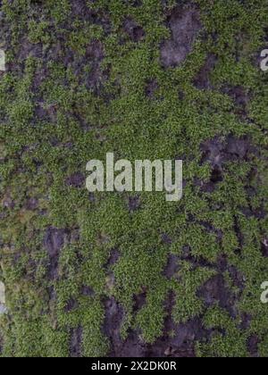 moss on tree trunk, moss texture, moss background Stock Photo