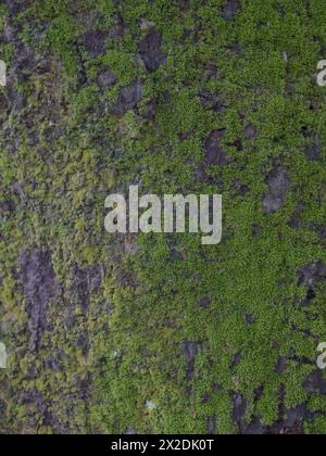 moss on tree trunk, moss texture, moss background Stock Photo