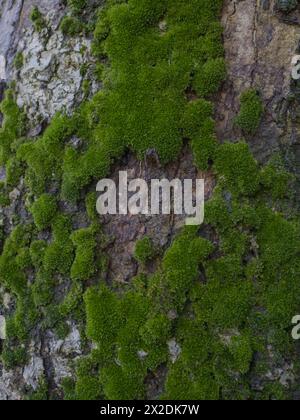 moss on tree trunk, moss texture, moss background Stock Photo