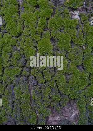 moss on tree trunk, moss texture, moss background Stock Photo