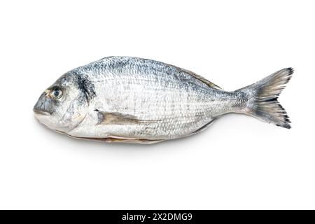 Fresh sea bream fish isolated on a white background. Stock Photo