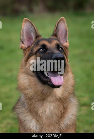 Portrait of a male German Shepherd Dog (Alsatian) Stock Photo