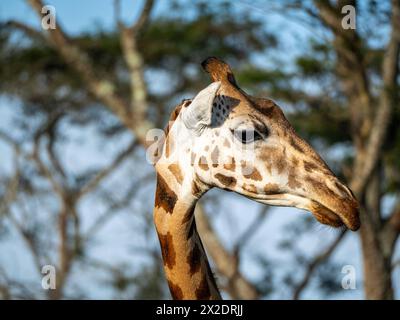 The head of a female giraffe (Giraffa camelopardalis rothschildi) in Mburo National Park in Uganda. Acacia trees in the background Stock Photo