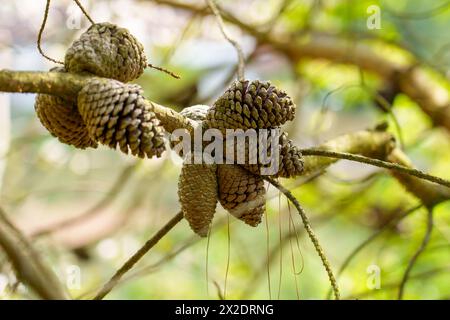 Cones on a pine Pinus brutia branch close up in springtime pinewood Stock Photo