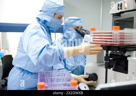 Clean room, culture observation through the microscope, biopharmaceutical lab, development and production of innovative drugs using adult stem cells, Stock Photo