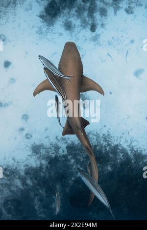Nurse shark swimming underwater in blue ocean. Top down view Stock Photo