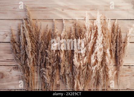 Dry reed on a wooden background. Stock Photo