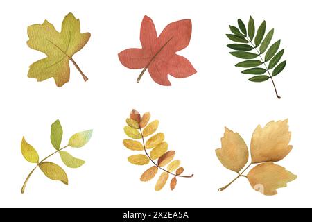 Set of watercolor autumn leaves.  Isolated on a white background. Stock Photo