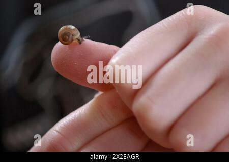 Delicate snail exploration on a fingertip Stock Photo