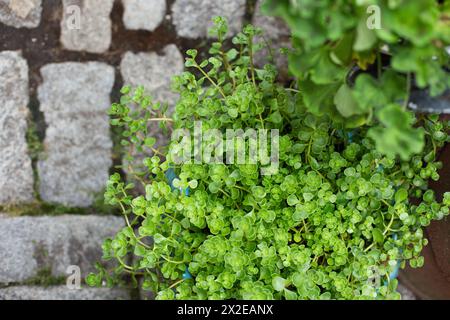 Succulent plant in blue planter on cobblestones Stock Photo