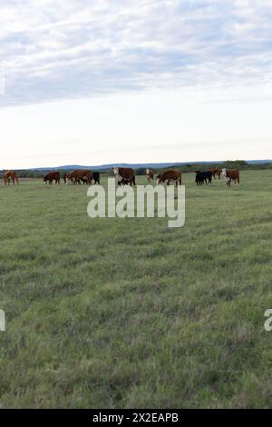 Herd of Hereford cattle in green grass under beautiful sky Stock Photo