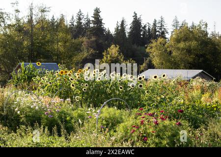 White and yellow sunflowers on a farm Stock Photo