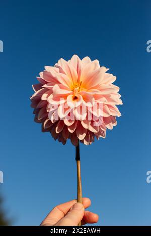Person holding a pink dahlia and blue sky Stock Photo