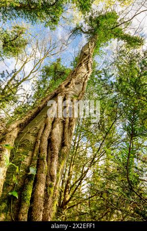 Ivy (Hedra Helix) covers Beech Tree Stock Photo
