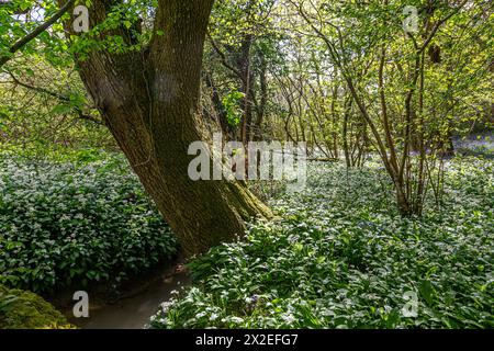 An abundance of wild garlic growing in Sussex woodland, on a sunny spring day Stock Photo