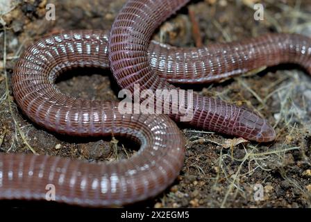 Iberian worm lizard (Blanus cinereus) in Cerceda, Madrid, Spain Stock Photo