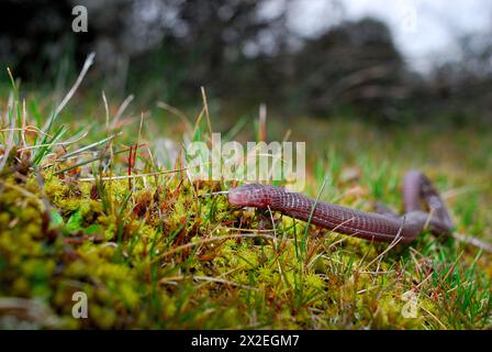 Iberian worm lizard (Blanus cinereus) in Cerceda, Madrid, Spain Stock Photo