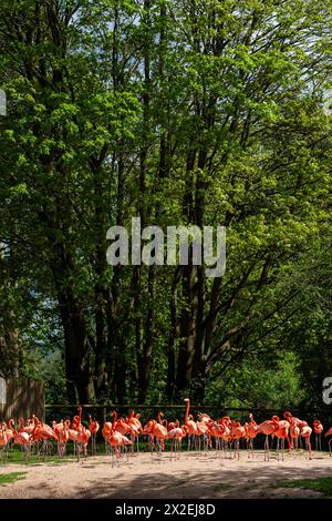 Caribbean flamingo flock enjoying the Spring sunshine. Spring at Slimbridge. Stock Photo