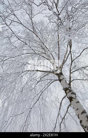 Leafless branches of trees against cloudy sky in winter. Stock Photo